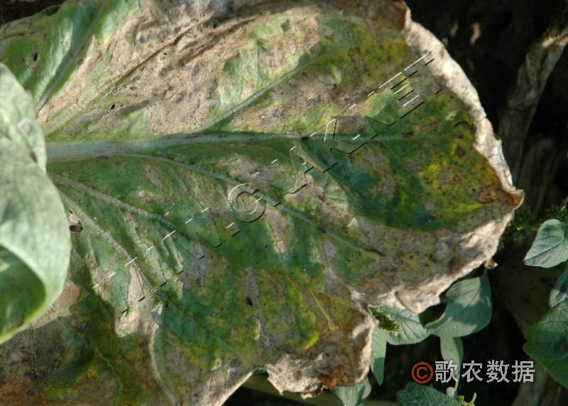 柑橘黄叶症状示例1