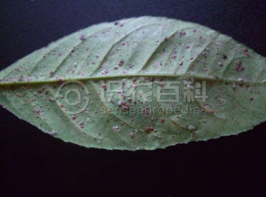 柑橘黄叶症状示例3
