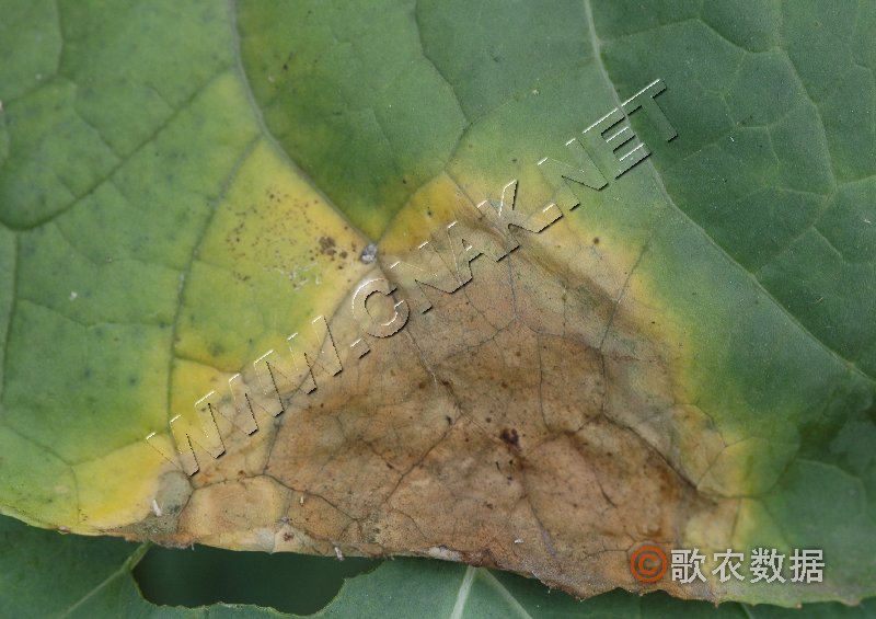 柑橘黄叶症状示例0