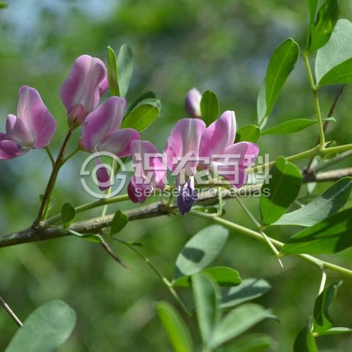 柑橘黄叶症状示例2