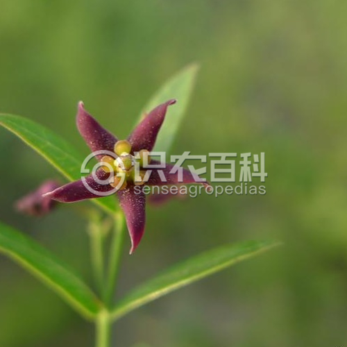 柑橘黄叶症状示例4