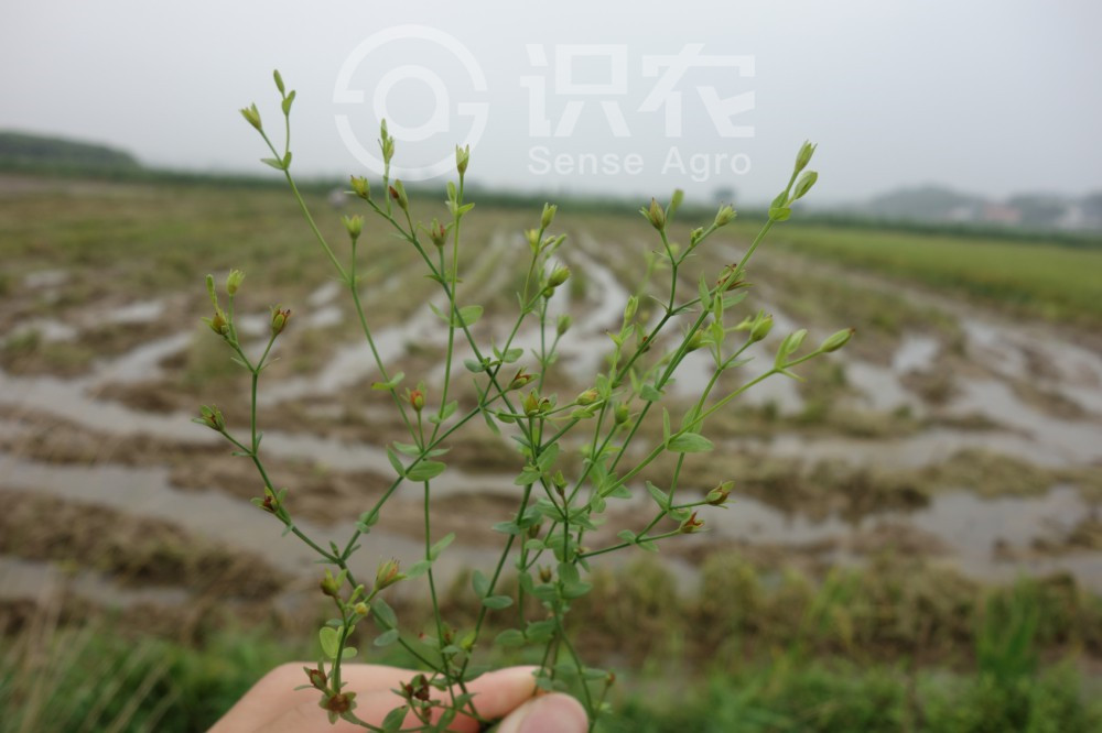 柑橘黄叶症状示例2