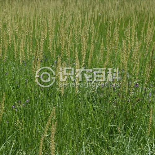 柑橘黄叶症状示例3