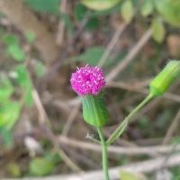 柑橘黄叶症状示例0