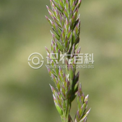 结缕草