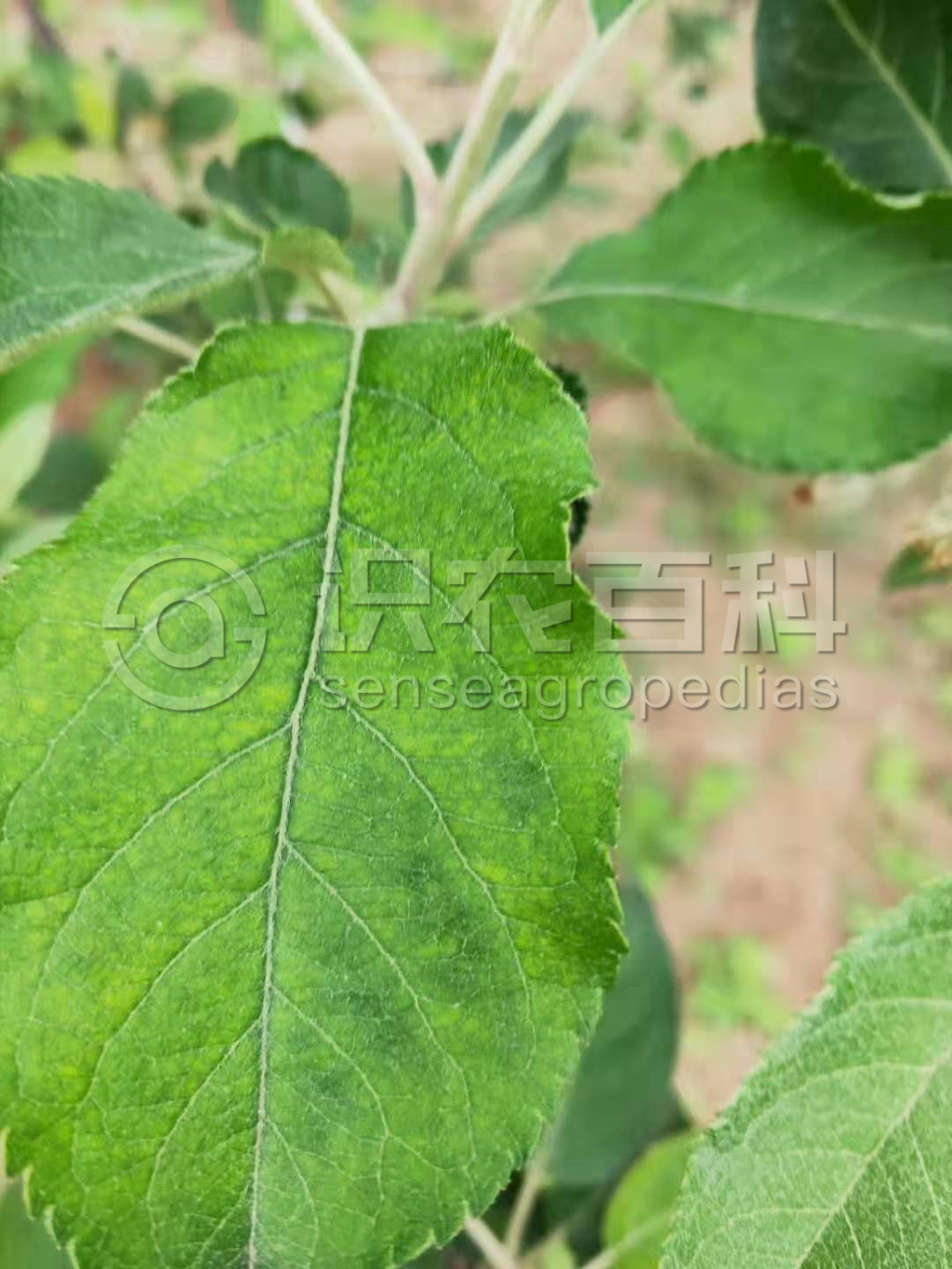 柑橘黄叶症状示例2