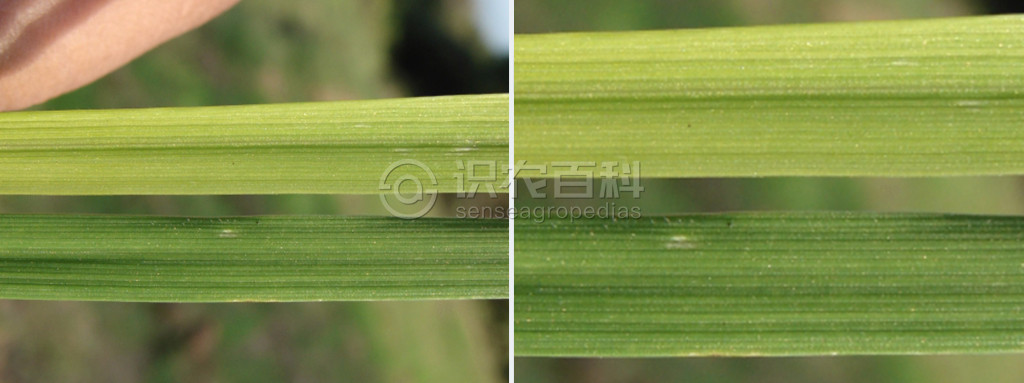 柑橘黄叶症状示例2