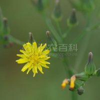 柑橘黄叶症状示例0