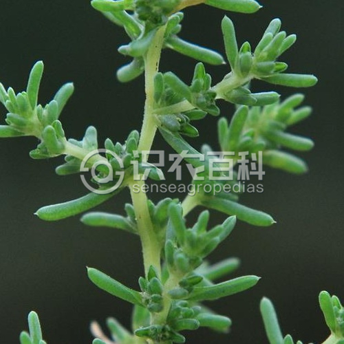 柑橘黄叶症状示例3