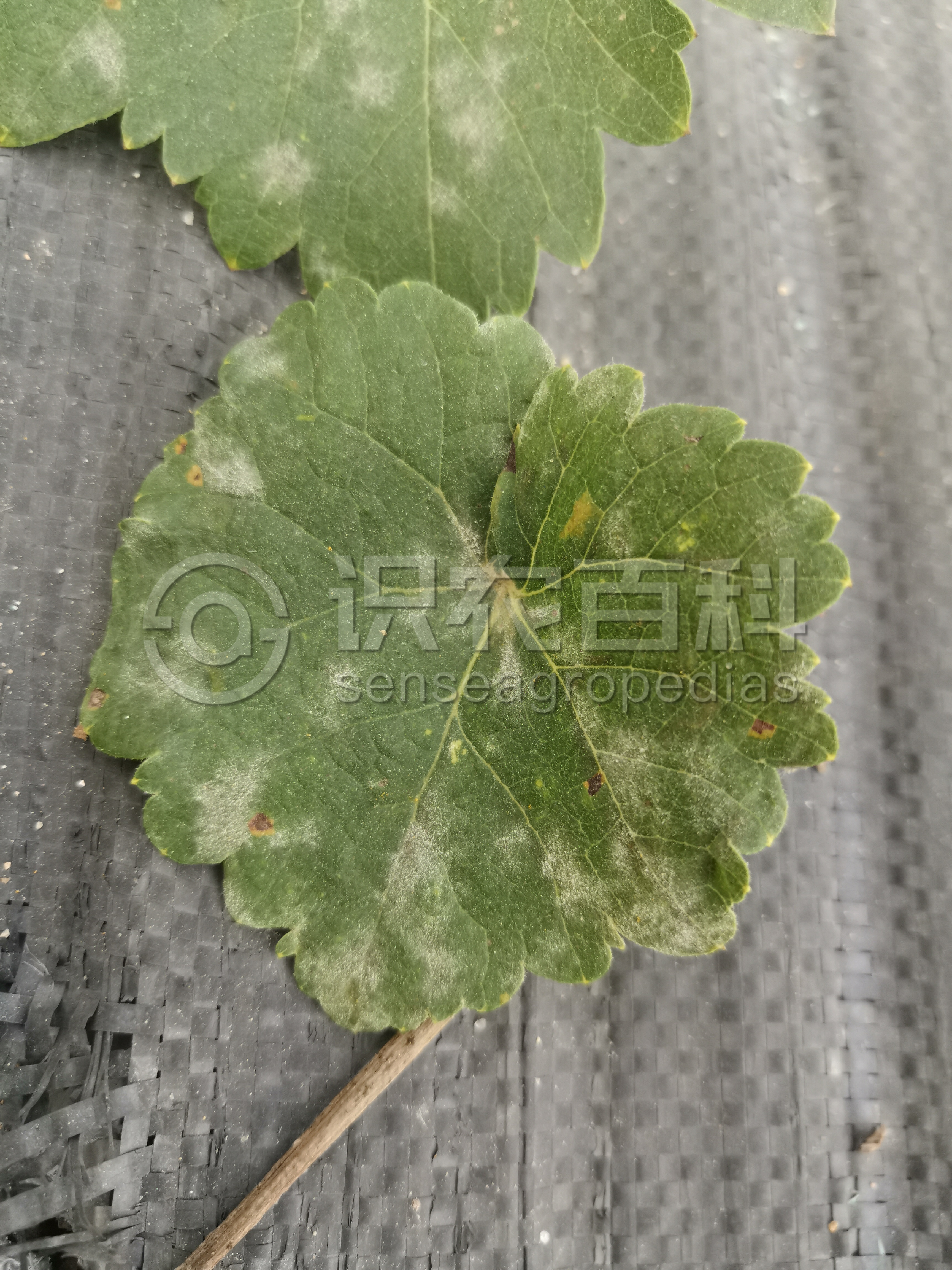 柑橘黄叶症状示例3