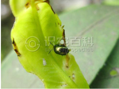 柑橘潜叶跳甲