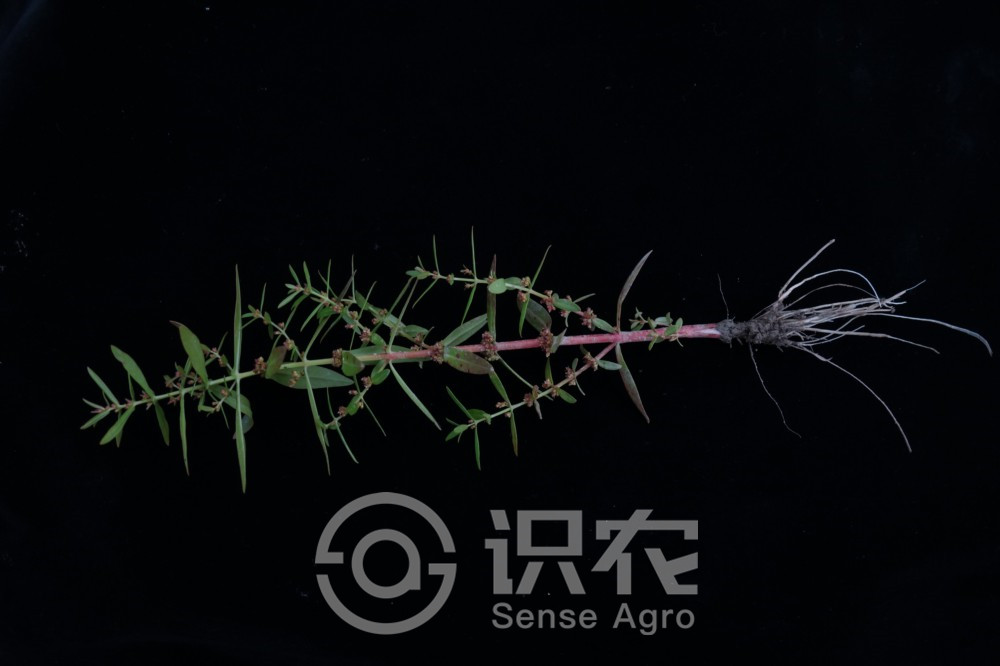 柑橘黄叶症状示例2
