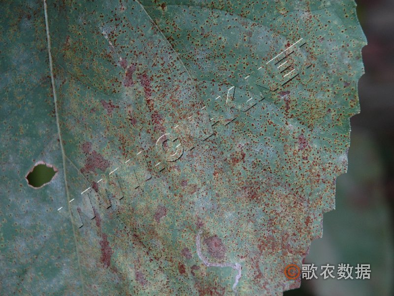 柑橘黄叶症状示例2