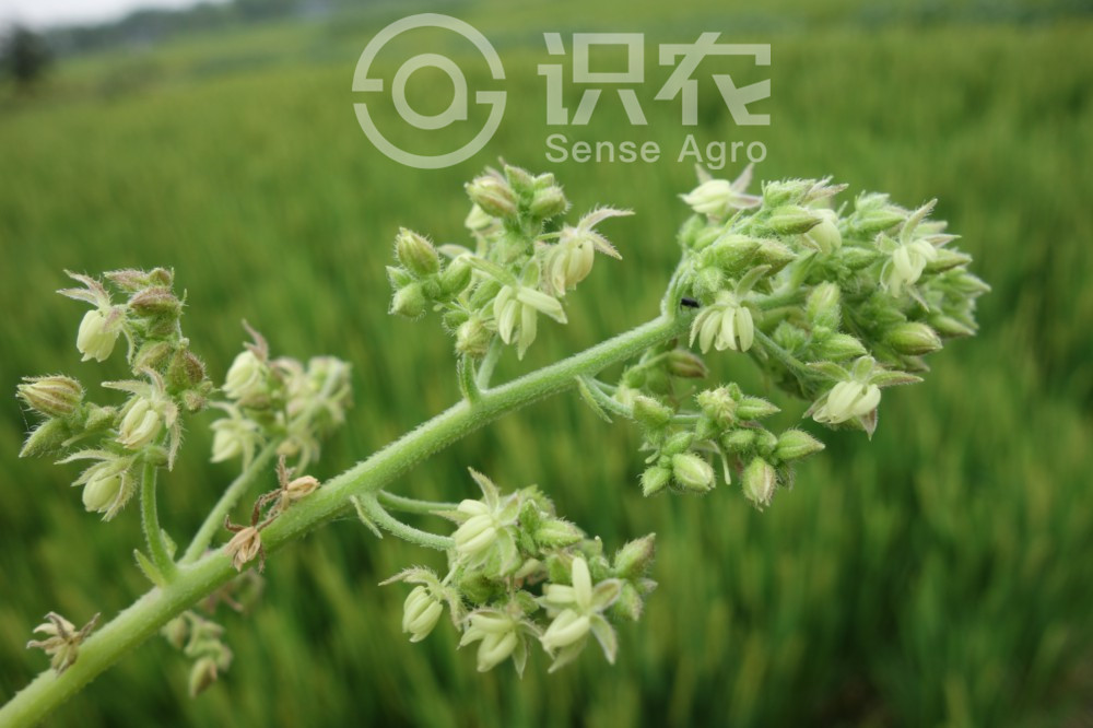 柑橘黄叶症状示例2