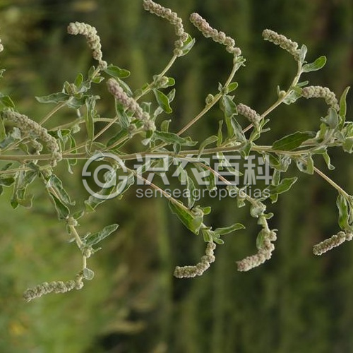 柑橘黄叶症状示例2
