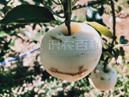 柑橘黄叶症状示例0