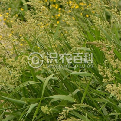 虉草