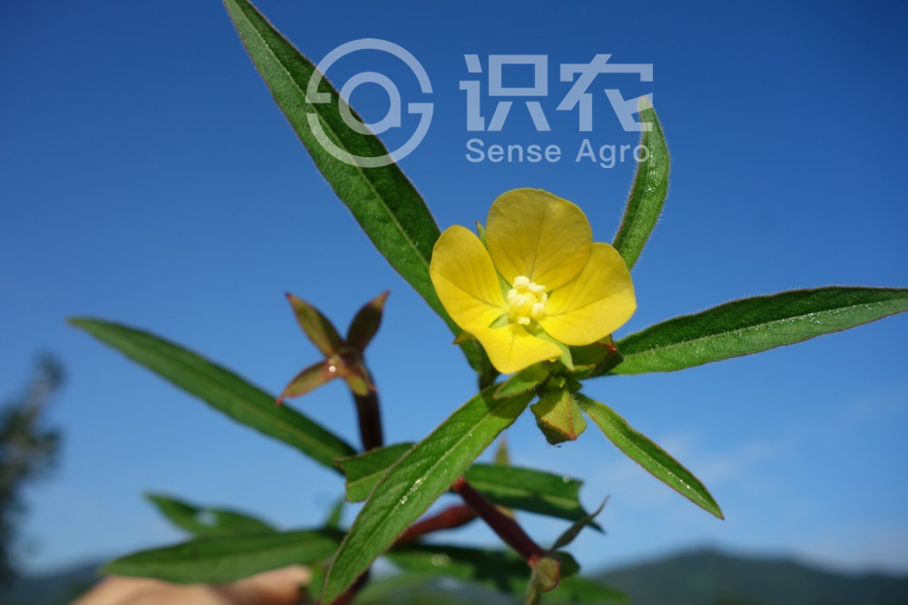 柑橘黄叶症状示例2