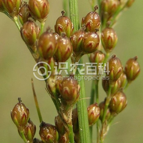 柑橘黄叶症状示例3