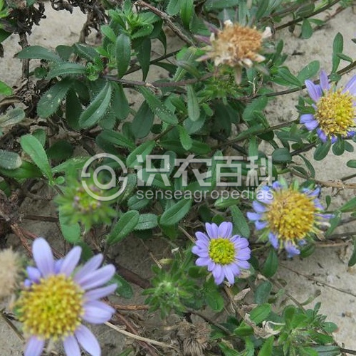 柑橘黄叶症状示例2