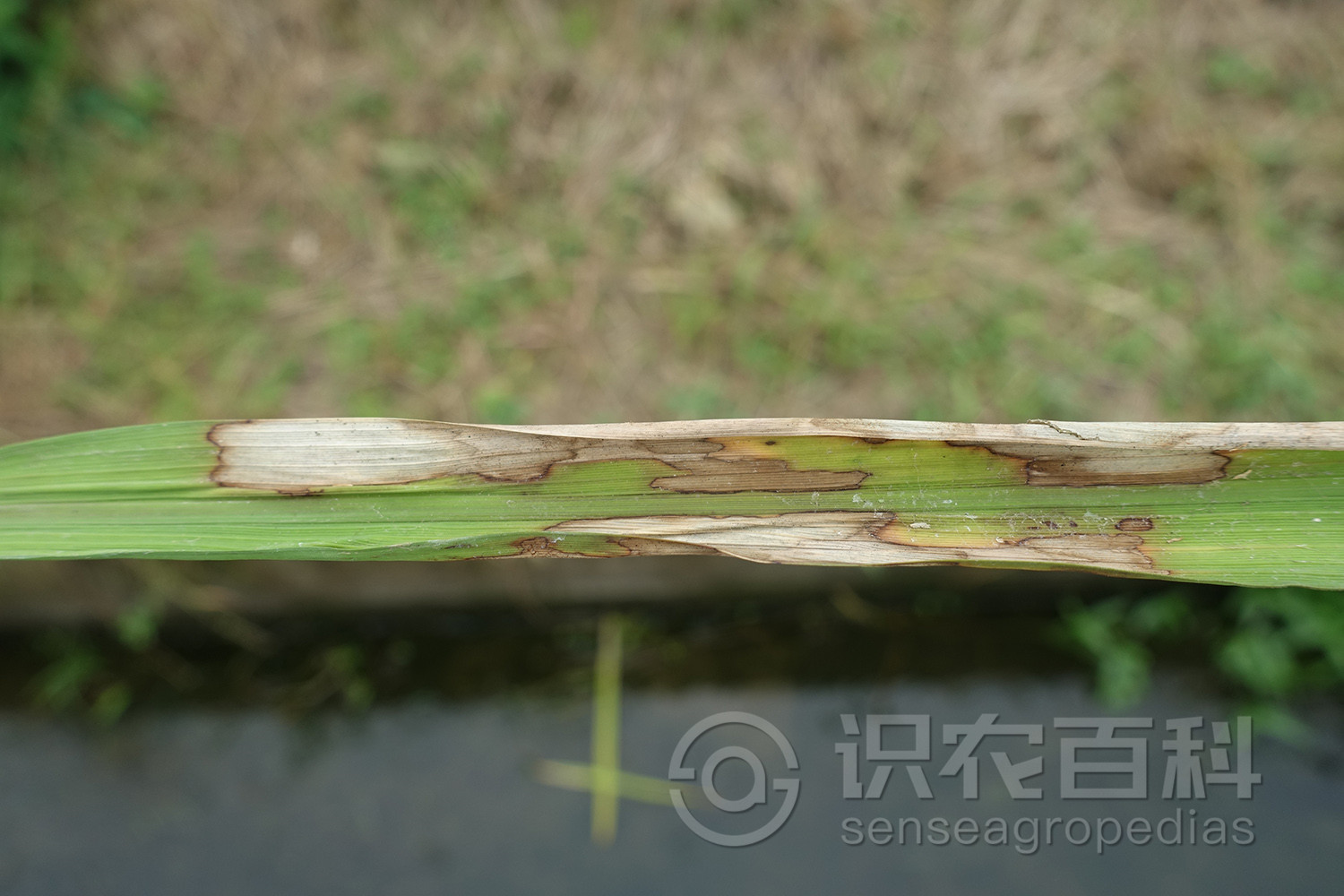 柑橘黄叶症状示例2