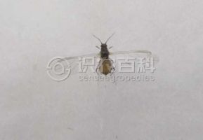 柑橘黄叶症状示例0