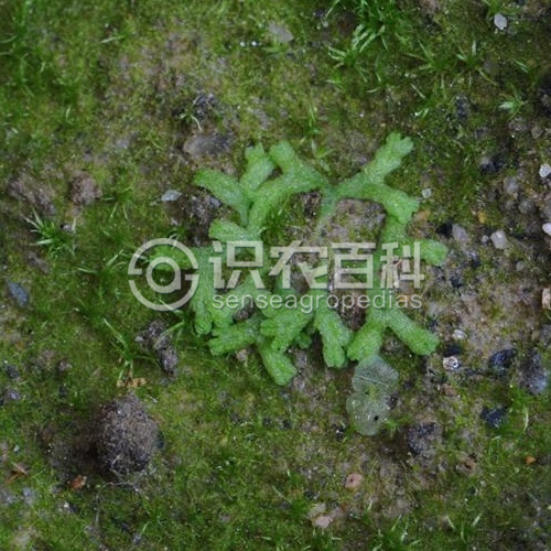 柑橘黄叶症状示例2