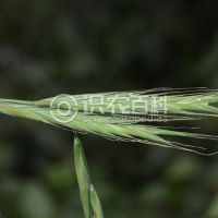 柑橘黄叶症状示例0