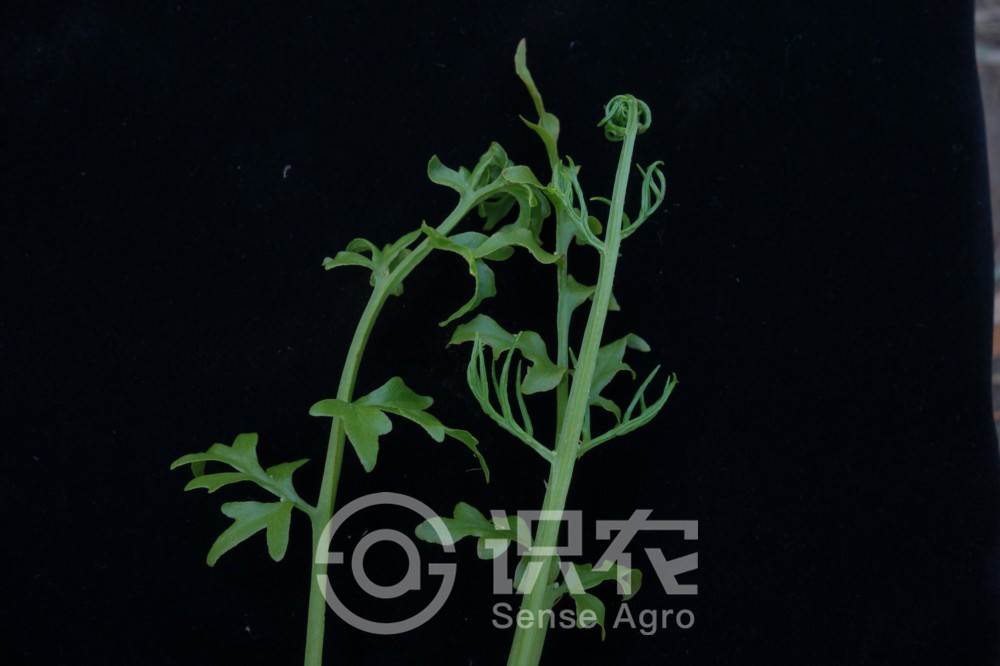 柑橘黄叶症状示例5