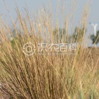 柑橘黄叶症状示例0