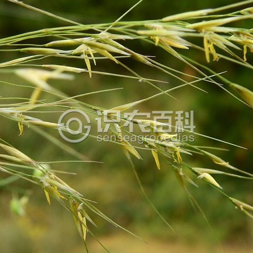 柑橘黄叶症状示例1