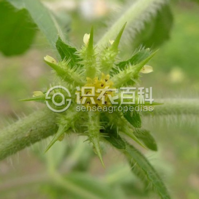 刺苞果