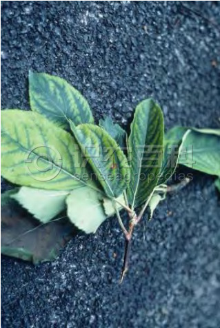 柑橘黄叶症状示例1