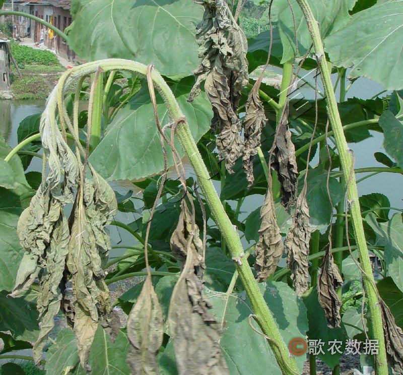 柑橘黄叶症状示例0