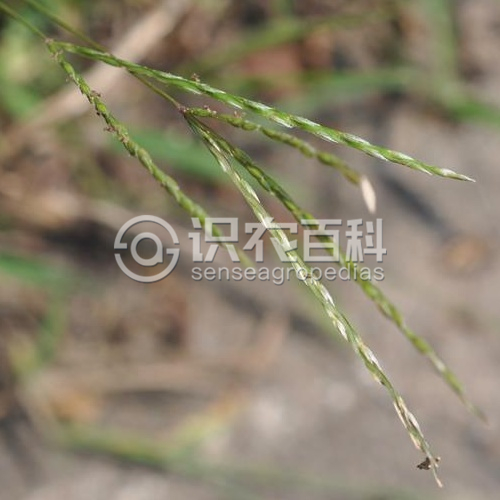 柑橘黄叶症状示例2