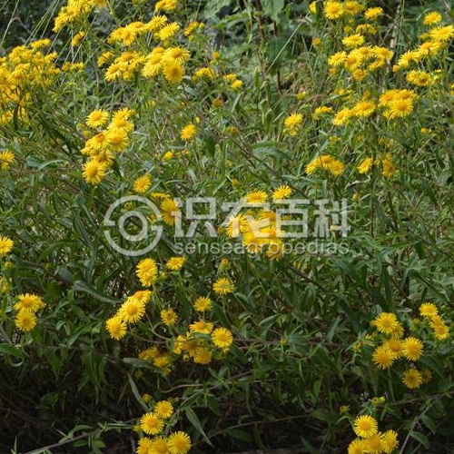 柑橘黄叶症状示例1
