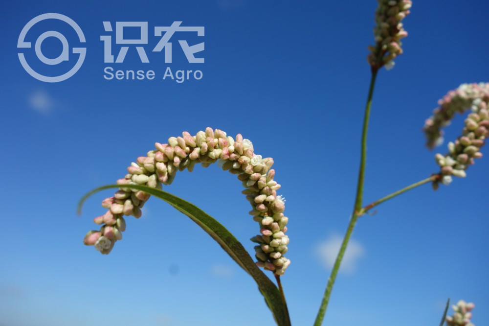 柑橘黄叶症状示例4