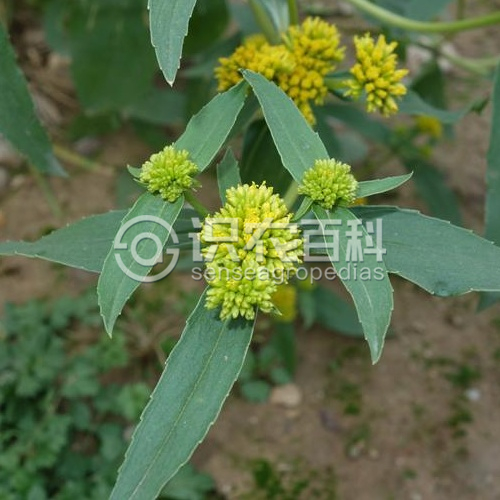 柑橘黄叶症状示例3