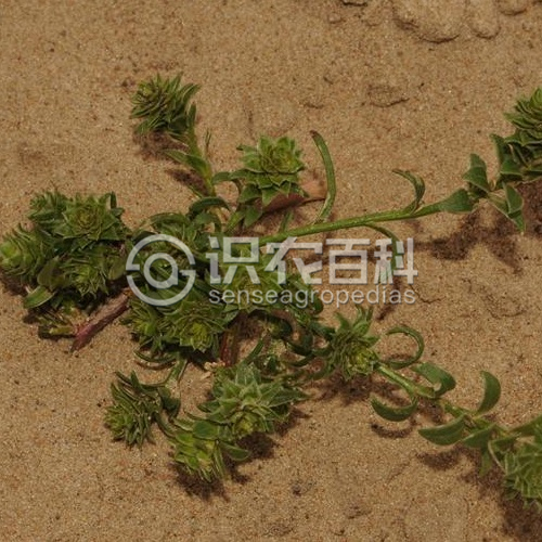 柑橘黄叶症状示例2