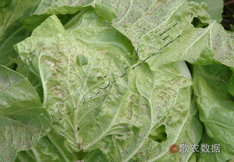 柑橘黄叶症状示例1