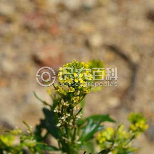 柑橘黄叶症状示例3