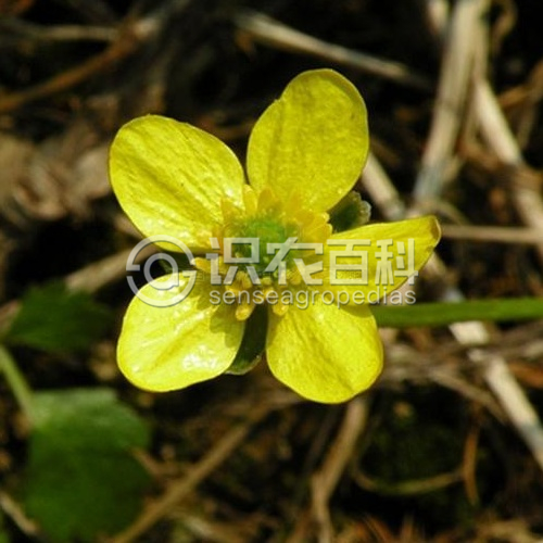 柑橘黄叶症状示例2