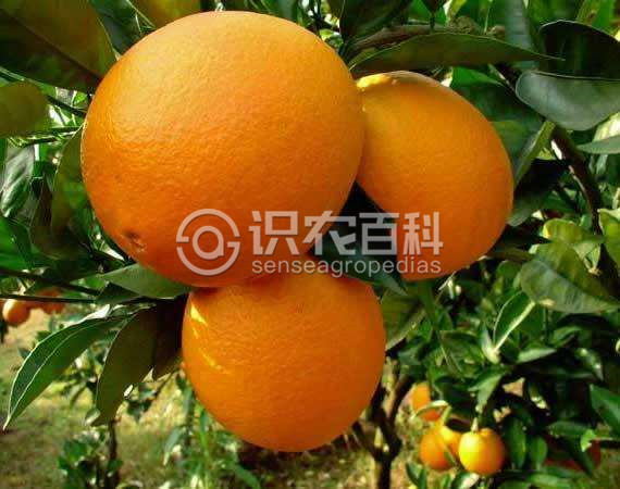 柑橘黄叶症状示例2
