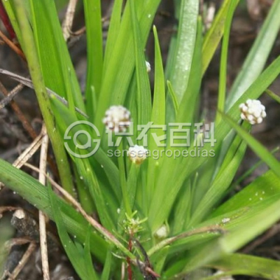 白药谷精草
