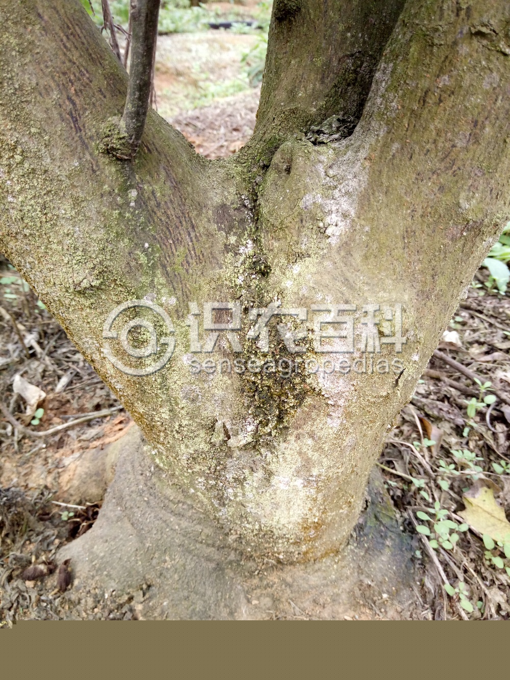柑橘黄叶症状示例2