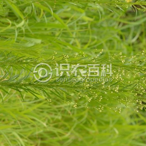 柑橘黄叶症状示例2