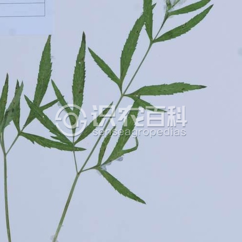 柑橘黄叶症状示例1