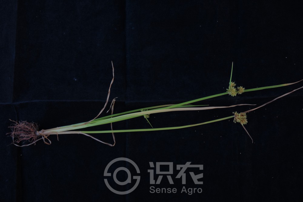 柑橘黄叶症状示例1