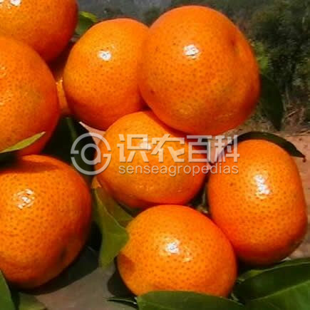 柑橘黄叶症状示例2