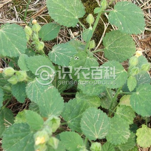 柑橘黄叶症状示例1